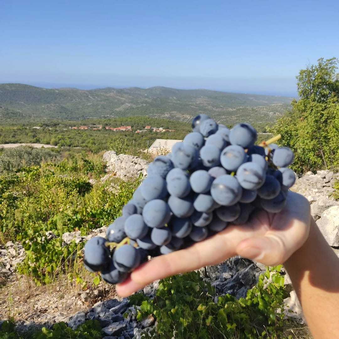 Herfst in Dalmatië