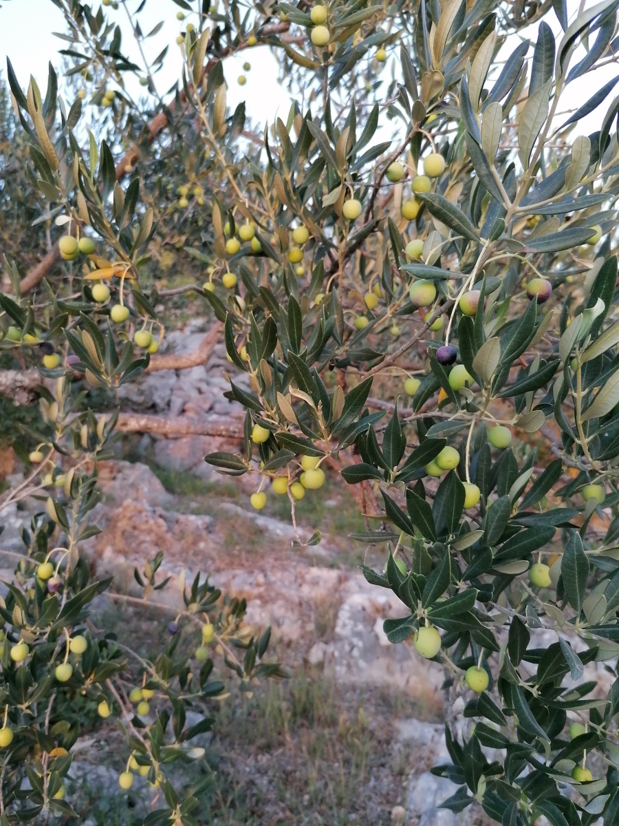 A day of olive picking in Dalmatia